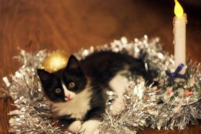 Лот: 2398982. Фото: 1. подарим рождественского котенка. Кошки, котята