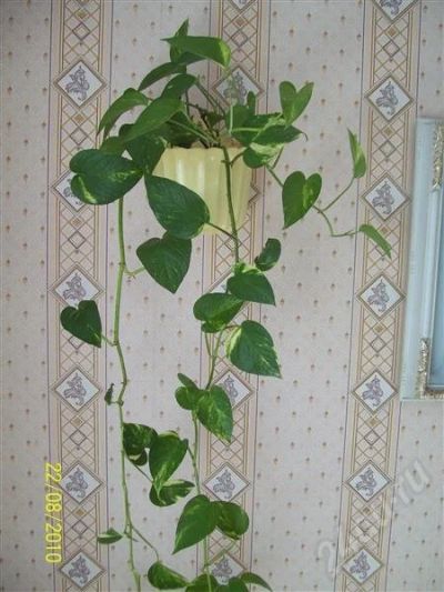 Лот: 529502. Фото: 1. Сциндапсус. Горшечные растения и комнатные цветы