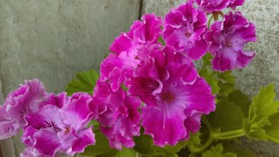 Лот: 12747635. Фото: 1. Пеларгония королевская Lara Waltz. Горшечные растения и комнатные цветы