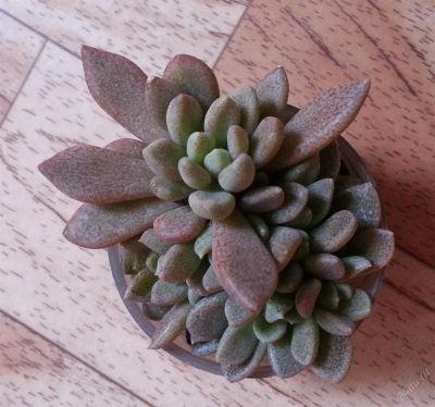 Лот: 2120233. Фото: 1. Синокрассула Sinocrassula densirosulata... Горшечные растения и комнатные цветы