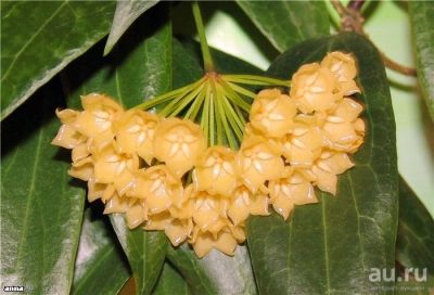 Лот: 13557841. Фото: 1. Хойя Hoya blashernaezii. Горшечные растения и комнатные цветы