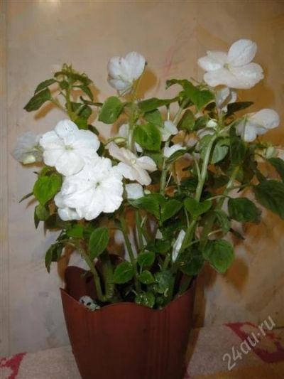 Лот: 1123707. Фото: 1. Бальзамин "Белые ночи". Горшечные растения и комнатные цветы