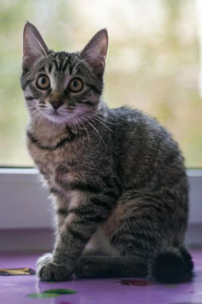 Лот: 4548779. Фото: 1. Отдам котейку по имени Клюшка!. Кошки, котята
