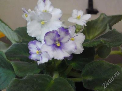Лот: 634555. Фото: 1. сортовая фиалка Linda. Горшечные растения и комнатные цветы