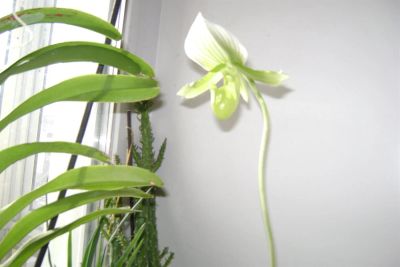 Лот: 3773030. Фото: 1. Орхидея пафилопедиум цветет. Мауди... Горшечные растения и комнатные цветы