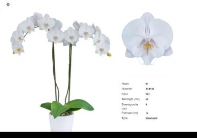 Лот: 14028287. Фото: 1. Орхидея Фаленопсис, сортовик... Горшечные растения и комнатные цветы