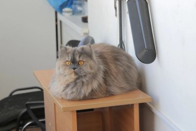 Лот: 9207623. Фото: 1. Персидская кошка ждет жениха. Кошки, котята