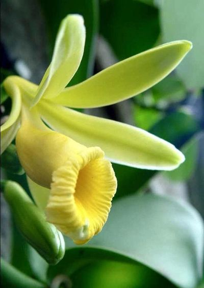 Лот: 9910896. Фото: 1. Куплю орхидею Ваниль (Vanilla... Горшечные растения и комнатные цветы