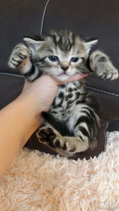 Лот: 9849109. Фото: 1. Британские котята. Кошки, котята