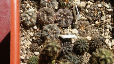 Лот: 19308451. Фото: 1. gymnocalycium spegazzinii v major. Горшечные растения и комнатные цветы