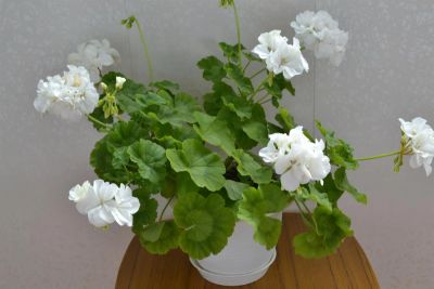 Лот: 3850291. Фото: 1. Сортовая зональная пеларгония... Горшечные растения и комнатные цветы