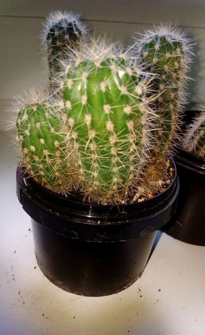Лот: 17832370. Фото: 1. Кактусы 🌵. Горшечные растения и комнатные цветы