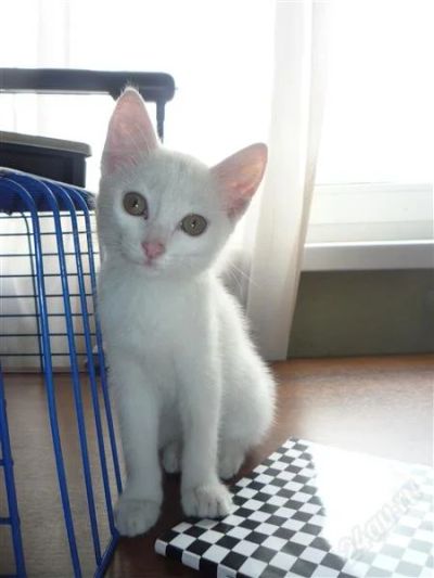 Лот: 1923863. Фото: 1. Милый котёнок. Кошки, котята