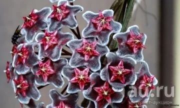 Лот: 13555394. Фото: 1. Хойя Hoya pubicalyx Chimera. Горшечные растения и комнатные цветы