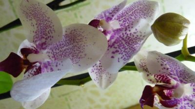 Лот: 3903263. Фото: 1. орхидея фаленопсис цветет 6. Горшечные растения и комнатные цветы
