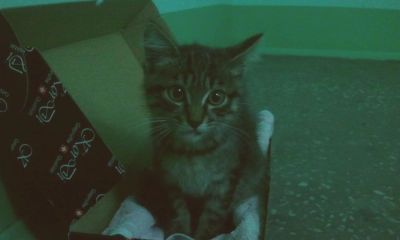 Лот: 4600422. Фото: 1. Котёнок. Кошки, котята
