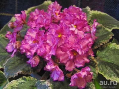 Лот: 10447858. Фото: 1. Сортовая фиалка Buckeye Cranberry... Горшечные растения и комнатные цветы