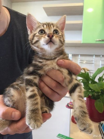 Лот: 14032722. Фото: 1. Котята курильские бобтейлы :). Кошки, котята