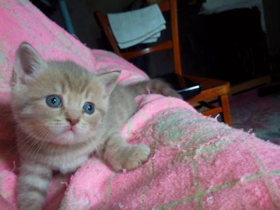 Лот: 3058572. Фото: 1. Редкий британский котенок. Кошки, котята