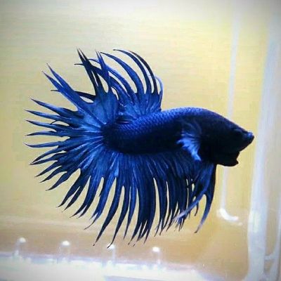 Лот: 19972195. Фото: 1. 🐟Петушок Коронный🐟. Рыбки