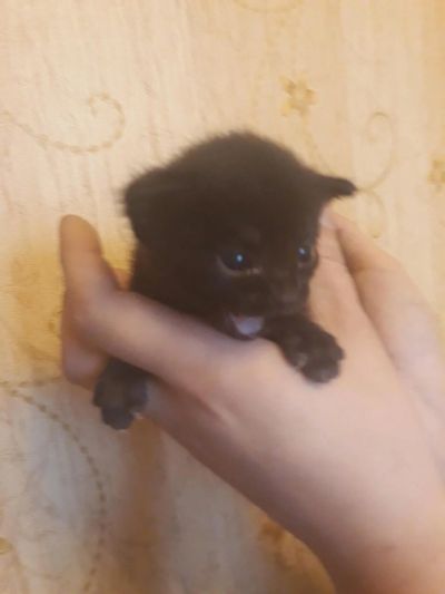 Лот: 10755834. Фото: 1. котята. Кошки, котята