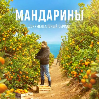 Лот: 24291145. Фото: 1. Мандарины. Видеозаписи, фильмы