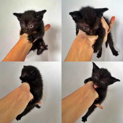 Лот: 10311629. Фото: 1. Котёнок девочка в добрые руки. Кошки, котята