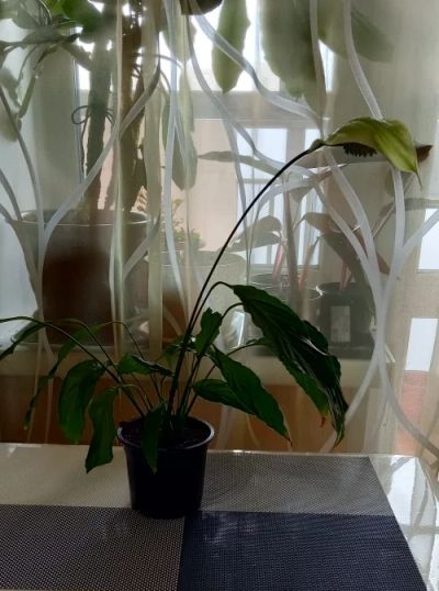 Лот: 18869405. Фото: 1. Спатифиллум (Spathiphyllum). Горшечные растения и комнатные цветы