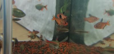 Лот: 15890117. Фото: 1. Миноры (Hyphessobrycon serpae). Рыбки