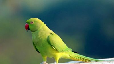 Лот: 14901620. Фото: 1. ожереловый попугай. Птицы