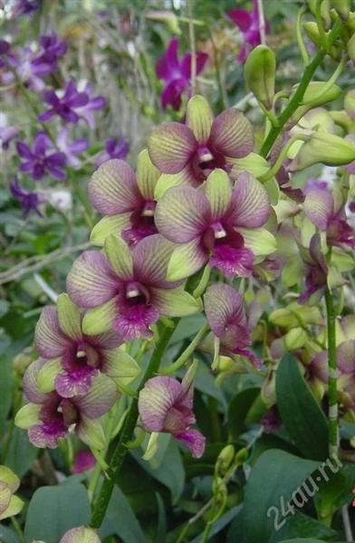 Лот: 1338663. Фото: 1. орхидея дендробиум Den.Yashiga... Горшечные растения и комнатные цветы