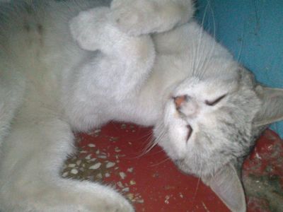 Лот: 3010935. Фото: 1. Отдаю кошку красивую :). Кошки, котята
