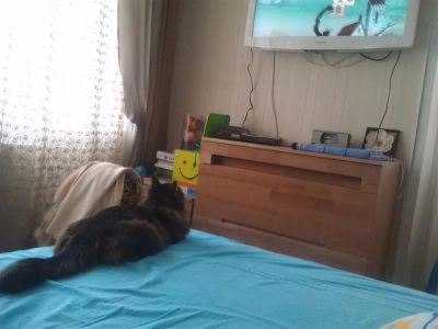 Лот: 3276605. Фото: 1. кошка, которая смотрит телевизор... Кошки, котята