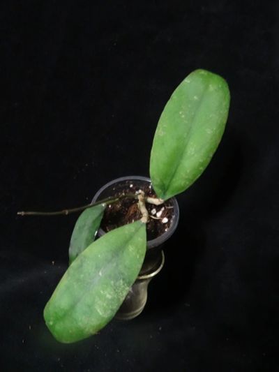 Лот: 16410126. Фото: 1. Хойя- Hoya waymaniae Borneo. Горшечные растения и комнатные цветы