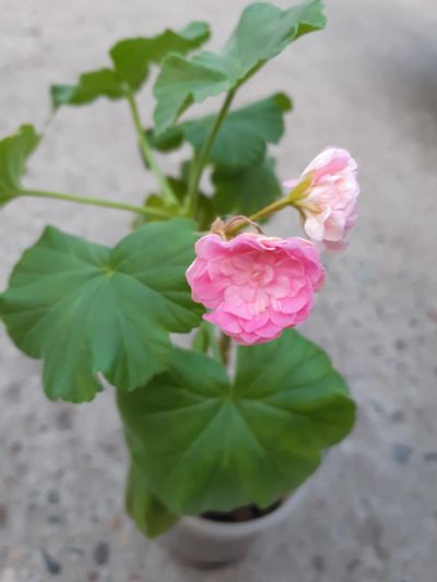 Лот: 11848458. Фото: 1. Пеларгония розенбудная розовая. Горшечные растения и комнатные цветы