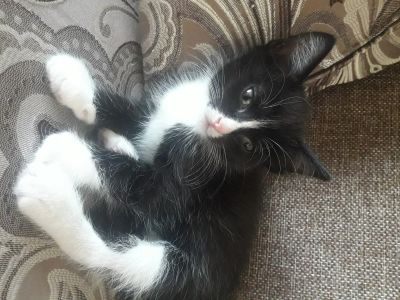 Лот: 16489235. Фото: 1. Бесплатно Котёнок. Кошки, котята