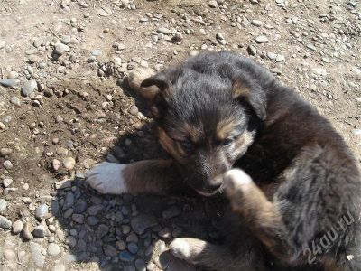 Лот: 350058. Фото: 1. Щенки для охраны в частный дом. Остальные животные