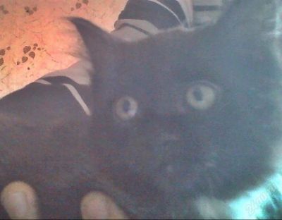 Лот: 2141483. Фото: 1. отдади котенка в хорошие руки... Кошки, котята