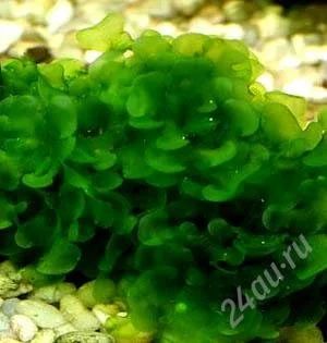 Лот: 1734418. Фото: 1. Ломариопсис линеата, Lomariopsis... Водные растения