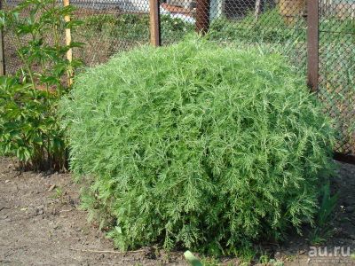 Лот: 7270731. Фото: 1. Полынь-абротан(Artemisia abrotanum... Декоративные кустарники и деревья