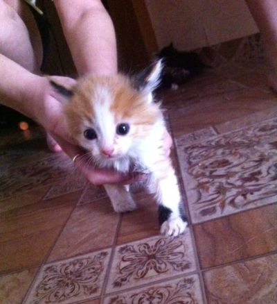 Лот: 4111683. Фото: 1. Котята!!!!. Кошки, котята