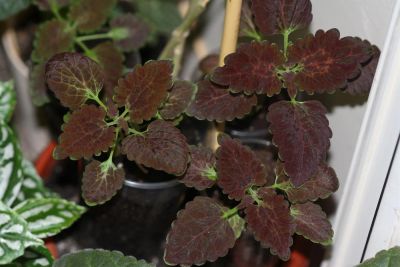 Лот: 3123559. Фото: 1. Колеус (крапивка) 3. Горшечные растения и комнатные цветы