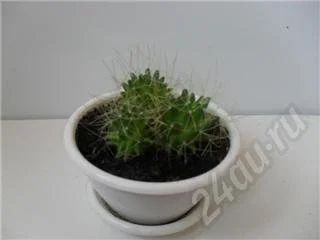 Лот: 441178. Фото: 1. кактусята. Горшечные растения и комнатные цветы