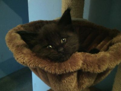 Лот: 5065394. Фото: 1. Котята породы мейн-кун. Кошки, котята