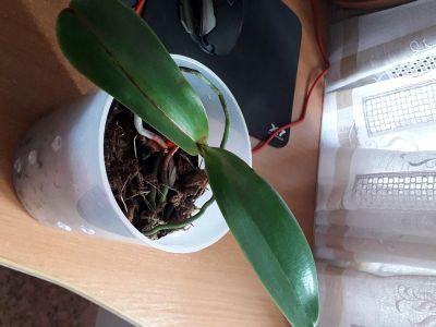 Лот: 16263991. Фото: 1. Орхидея фаленопсис. Горшечные растения и комнатные цветы