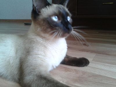 Лот: 8170259. Фото: 1. Вязка тайская кошка. Кошки, котята