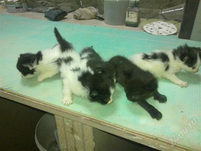 Лот: 549933. Фото: 1. Отдам котят в хорошие руки. Остальные животные