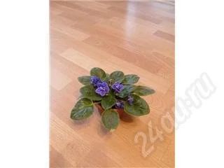 Лот: 546435. Фото: 1. Сенполия синяя. Горшечные растения и комнатные цветы