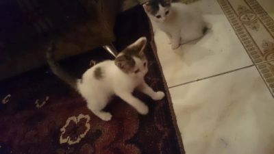 Лот: 10176904. Фото: 1. котята. Кошки, котята