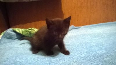Лот: 6896378. Фото: 1. Отдам котёнка (девочку) 1,5 мес... Кошки, котята